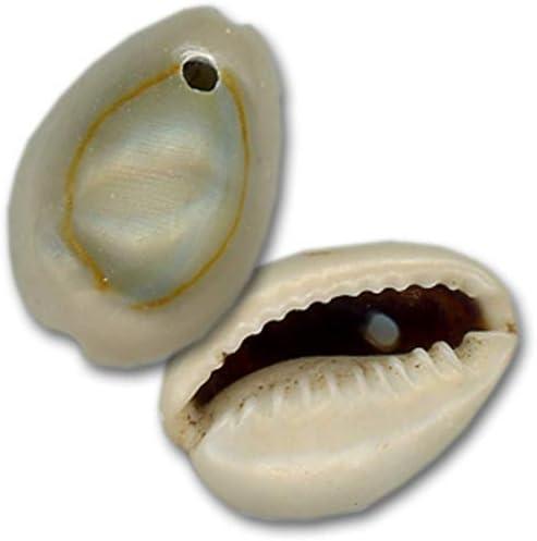Ringtop Cowrie Shells - Drilled- 100 Count
