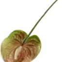 8pcs Artificial Anthurium Flower Branch 60cm 3D Printing Effect Faux Real Touch Single Stem per Piece Anthurium for Home Table Floral Decoration (chamapgne with Ligth Green)