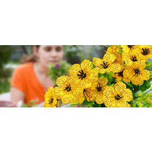 SwanMoon Artificial Flowers for Outdoor S - UV Resistant Flowers Decor, 12 Bundles