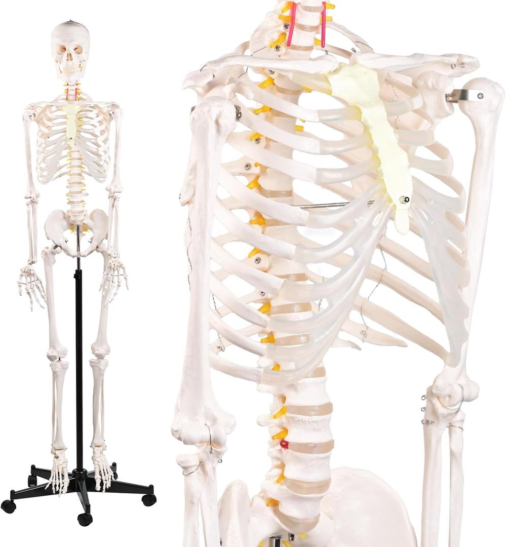 72.83 Inch Life Size Human Skeleton Model for Anatomy, Anatomically Correct Skeleton with Detachable Skull & Movable Arms Legs, Medical Study Teaching Tool & Halloween Skeleton Decoration