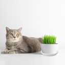 Round Plastic Plant Saucers Set, 6-Pack, 7.6 Inches (6.4 Inch Base) Pot Drip Trays, Ideal for Indoor and Outdoor Home Garden Flower Pot Containers. (White)