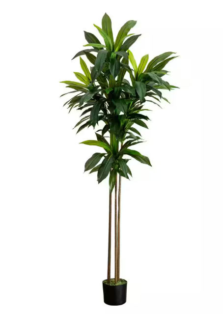 6 ft. Artificial Dracaena Tree with Real Touch Leaves