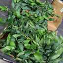 Artificial Willow Leaves Garland Fake Hanging Vines Plant Artificial Silk Ivy Greenery 9Ft Faux Evergreen Wreaths for Wedding Indoor Outdoor Garden Party Table Decor (Light Green)