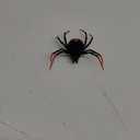 ZURU ROBO Alive Crawling Spider Series 2 (One Size, Assorted Designs and Colours)