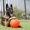 Jolly Pets Large Soccer Ball Floating-Bouncing Dog Toy, 8 inch Diameter, Orange