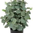Briful Artificial Eucalyptus Plant Decor 14â€™â€™ Fake Eucalyptus with Frosted Leaves Faux Eucalyptus with Lush Foliage in Black Pot Fake Plant for Indoor Living Room Bathroom Kitchen