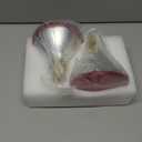 Heat Lamp, 175W Heat lamp Bulbs, PAR38 Infrared Heat lamp, Halogen Heat for Food Service, Brooder Bulb, Chicks, Pet, Bathroom, Light Therapy Use E26 Base, Flood Light Heat Lamp, 2 Pack