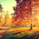 CapiSco 10x8Ft Fall Photography Backdrop Autumn Forest Scenery Backdrop Sunshine Maple Red Tree Leaves Photography Background for Thanksgiving Party Decoration Banner Baby Shower Studio Props