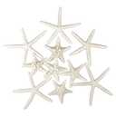 Jangostor 12 PCS Starfish 2-6 Inch Mixed Starfish Natural Seashells Starfish Star Fish Shells Decorations Perfect for Wedding Decor Beach Theme Party, Home Decorations, DIY Crafts, Fish Tank