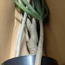 Artificial Tree - 38-Inch Tropical Yucca Plant with Rubber Leaves and Natural Trunk for Living Room, Bedroom and Office - Faux Plants