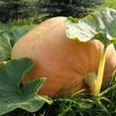 2 x Atlantic Giant Pumpkin Seeds for Planting, 15+ Heirloom Seeds Per Packet, (Isla's Garden Seeds), Non GMO Seeds, Botanical Name: Cucurbita Maxima, Great Home Garden Gift