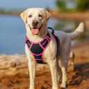 rabbitgoo Dog Harness No Pull with 2 Leash Clips, Adjustable Soft Padded, Reflective Oxford No Choke Pet Vest with Easy Control Handle for  Dogs, Black & Hot Pink, M