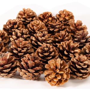 24PCS Christmas Natural Pine Cones,Rustic Pinecones with String for Crafts & Decorating Winter Xmax Holidays Vase and Table Bowl Fillers(Dia. 1.57-1.96 Inches) (Nature)
