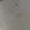 Spacekey Espresso Machine 20 Bar, Espresso Maker with Milk Frother Steam Wand, Stainless Steel Espresso Coffee Machines for Home, Cappuccino, Latte Maker with 58oz Removable Water Tank, White