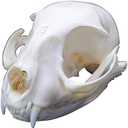 1PCS Taxidermy Real Bone Cat Skull, Animal Bones Real for Craft, Skull Decoration for Home, Specimen Collectibles Study