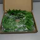 WILLBOND 6 Pieces Tropical Fern Leaf Headband Hawaiian Tropical Leis Headband Knitted Fabric Toga Headwear Leaf Crown