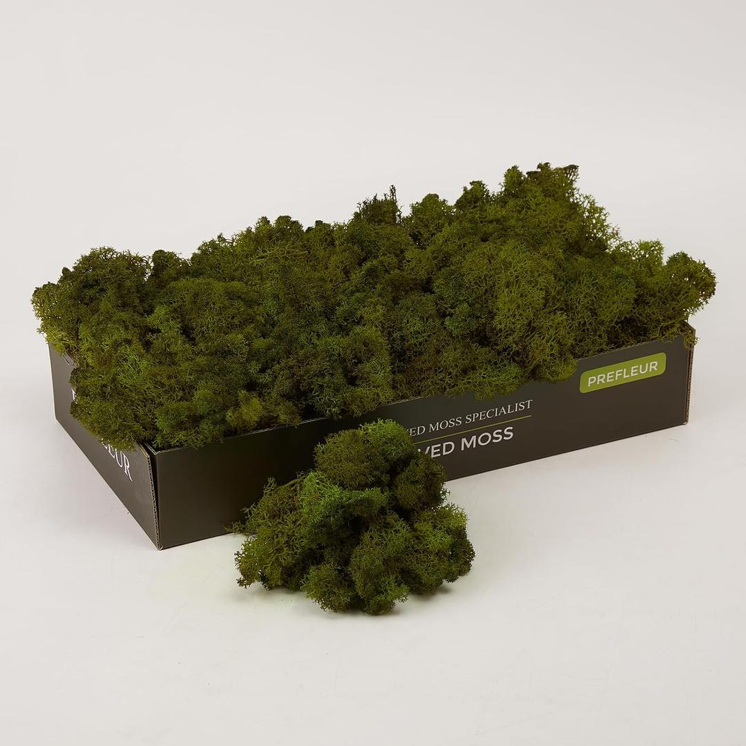 Preserved Reindeer Moss Natural Green DIY Kit Gardenning Art Wall Decor Florist Decor Easter Table Decor Wedding (0.85 lb)