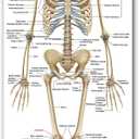 Life Size Skeleton Bones Named Poster 72 x 27 Inch Human Skeleton Poster for Classroom or Lab and Medical Office Shipped Crease-Free Posters Wall Decor for Students Teachers and Doctors, 72.1"L x 26.8"W