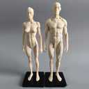 11inch Human Anatomical Model Art Mannequin Musculoskeletal Structure of Painting Sculpture White Body Male+Female