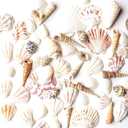 Super Z Outlet Mixed Ocean Beach Fairy Garden Assorted Seashells Marine Life for Decorations, Arts & Crafts, Party Favors Collection (Approx. 50 Pieces)