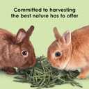 Kaytee Timothy Hay, High Fiber, Grown Specifically for Small Animals, Rabbits, Guinea Pigs, Chinchillas, Ideal Bulk Order for Small Pets, 12 pounds (BBD 06/04/28)