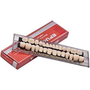 ZLYDG 28Teeth Dental Synthetic Resin Tooth Denture Dentistry for Halloween Horror Teeth,Dental Education,Dental Teeth Teaching Model (23A2(1SET))
