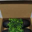 Der Rose Fake Plants 4 Packs Artificial Plants Small Faux Plants Black Bathroom Accessories for Halloween Bathroom Home Kitchen Coffee Table Office Desk Decor Indoor