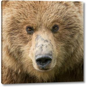 Bear Life I by PHBurchett 24" x 24" Gallery Wrapped Canvas Wall Art Print - Ready to Hang