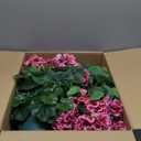 Artificial Geranium Bush  20 Inch Outdoor Potted Artificial Plant for Front Porch, UV Resistant Faux Flower Bush for Garden, Yard & Patio Decor (2 Pack) (Dark Pink)