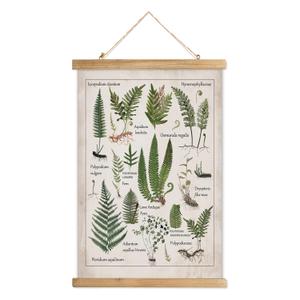 XIAOAIKA Botanical Fern Varieties Poster - Vintage Illustrated Guide with Wooden Frame - Educational Plant Wall Art for Home, Office, or Classroom Decor 20 x 30 Inches