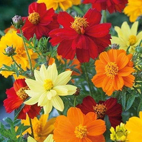 Cosmos Bipinnatus Seeds Mix – 299pcs Bright Blooms Vibrant Annual Flowers – Ideal for Home Gardens & Outdoor Decoration (EXP 12/01/26)