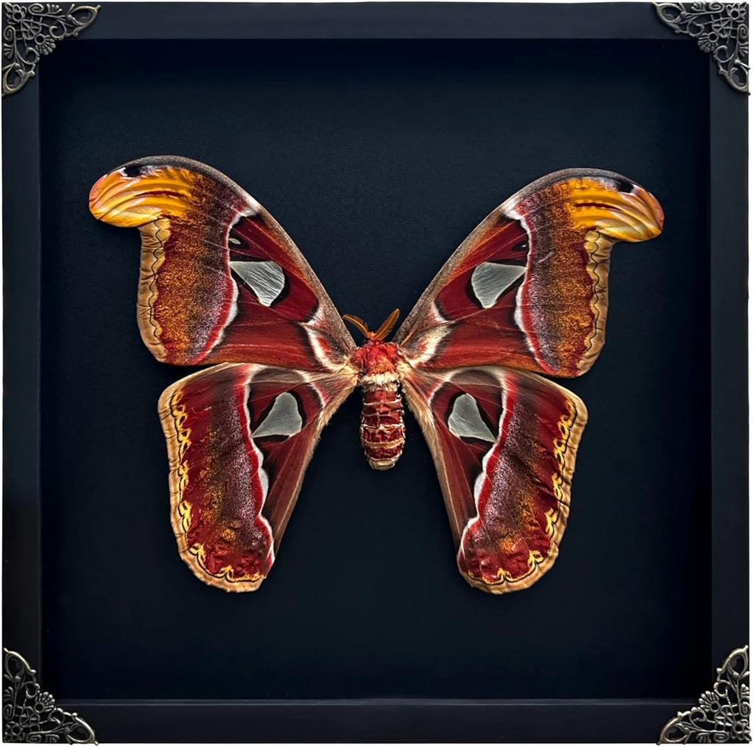 Real Atlas Moth Butterfly Frame Insect Lover Black Frame Shadow Box Taxidermy Specimen Room Decor Wall Hanging Tabletop Home Art K26-35-DE