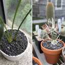 18lb Black Lava Rock for Plant, 1/8-1/4 inch Horticultural Volcanic Rock Soil for Decorative Landscaping Bonsai, Cacti, Succulents Plants Top Dressing for Release Excess Water