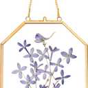 REDHUGO Pressed Flower Frames, Glass Floating Frames for Display Dried Plant Specimen Picture, Hanging Brass Photo Frame with Chain, Double Clear Glass, Vintage Wall Decor, Octagon, Gold, 5x7 Inches