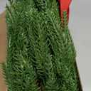 4 Pack 11 Inch Mini Christmas Wreath Small Christmas Kitchen Cabinet Wreaths with Red Velvet Bow Artificial Norfolk Pine Wreath Outdoor Christmas Wreaths for Windows Door Chairs Wall Stairs Home Decor