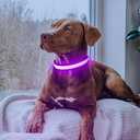 Flashseen LED Dog Collar, Light Up Dog Collar USB Rechargeable, Brightest Dog Lights for Night Walking, Adjustable Dog Collar Light for Dog Safety (Purple, Small)