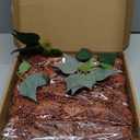 D-Seven Artificial Flowers Burnt Orange Dahlia Flowers 25 pcs Fake Roses w/Stem for DIY Wedding Bouquets Floral Centerpieces Arrangements Baby Shower Cake Flower Decor