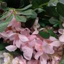 1pc/2pcs Encrypted Flower Vine Wisteria Artificial Flowers Garland,White Wisteria Hanging Flowers Flower Garland Decorations for Home Garden Outdoor Ceremony Wedding Arch Decoration (Pink, 2pcs)