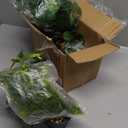 BLEUM CADE Fake Hanging Plants Mixed Set, 4pcs Artificial Hanging Plant, Faux Hanging Potted Plants Greenery for Wall Shelf Home Living Room Indoor Outdoor Decor