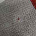 BEQHAUSE Dirt Trapper Door Mat 20" x 32", Non-Slip Washable Doormats Entrance Mat, Dirt Resistant and Absorbent Welcome Mat, Low Profile Floor Mats for Front Back Door and Entryway, Red (1'8" x 2'8" (Rectangular))