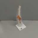 3B Scientific A83 Functional Elbow Joint - 3B Smart Anatomy