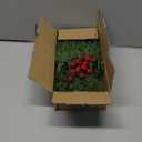 Dapclca 50 Pcs Christmas Artificial Pine Branches with Red Berry Stems, 10.5" Faux Evergreen Norfolk Pine Cypress Leaves Stems- Fake Foliage Pine Needles Picks for DIY Craft Garland Home Dcor