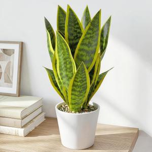 Artificial Snake Plants in White Pot, 15.5'' Sansevieria Potted Plant, Modern Fake Greenery for Desk, Indoor Decoration for Office, Bathroom Home Decor (Green & Yellow -2)
