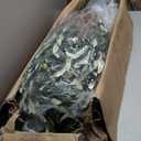 Nafresh Majestic Faux Olive Tree 6ft – Artificial Olive Tree Indoor & Outdoor with Lifelike Leaves & Textured Branches for Living Room, Office, Entryway, Patio