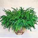 18Pcs Christmas Norfolk Pine Branches, 18 Inch Artificial Christmas Branches DIY Crafts Faux Norfolk Branches for Xmas Indoor Outdoor Home Decor