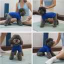 Premium Yoga-Fabric Dog T-Shirt – Breathable, Stretchy, Anti-Shedding Pet Clothes for All Seasons, Small to Large Dogs, Royal Blue, XS