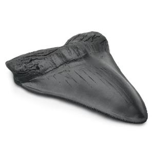 Carcharodon Megalodon Giant Shark Tooth with Serrations, Suitable for Museums, Schools, Home Collections (5.5 inch, Black)