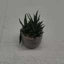 Bambeco 4x14 Succulent (Stand not included)