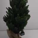 3ft Pre-Lit Premium Artificial Christmas Tree with 80 LED Lights Frazer Fir Mini Xmas Trees, Cement Burlap Base Basin, for Home Tabletop, Green