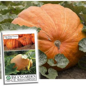 2 x Atlantic Giant Pumpkin Seeds for Planting, 15+ Heirloom Seeds Per Packet, (Isla's Garden Seeds), Non GMO Seeds, Botanical Name: Cucurbita Maxima, Great Home Garden Gift